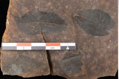 Foto (Detailsansicht) von Quercus mediterranea, Unger (NHMW-GEO-2024-0188-0908)